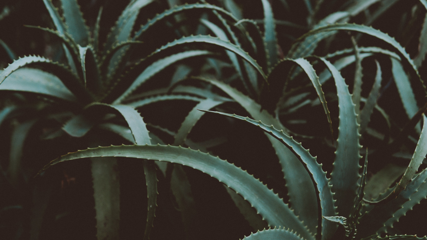 Green and White Plant in Black Pot. Wallpaper in 1366x768 Resolution