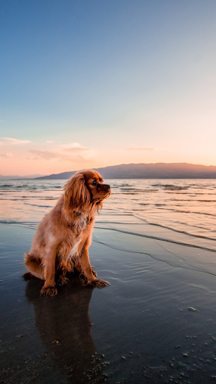 Chow Chow, Cavalier King Charles Spaniel, English Cocker Spaniel, Cat, Labrador Retriever. Wallpaper in 750x1334 Resolution