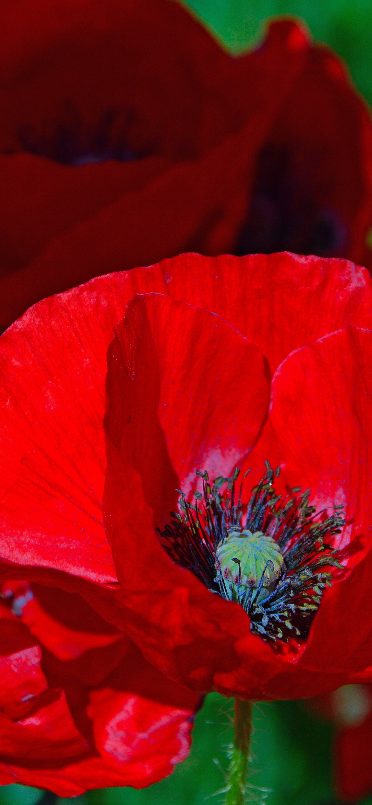 Flor Roja en Lente de Cambio de Inclinación. Wallpaper in 1242x2688 Resolution