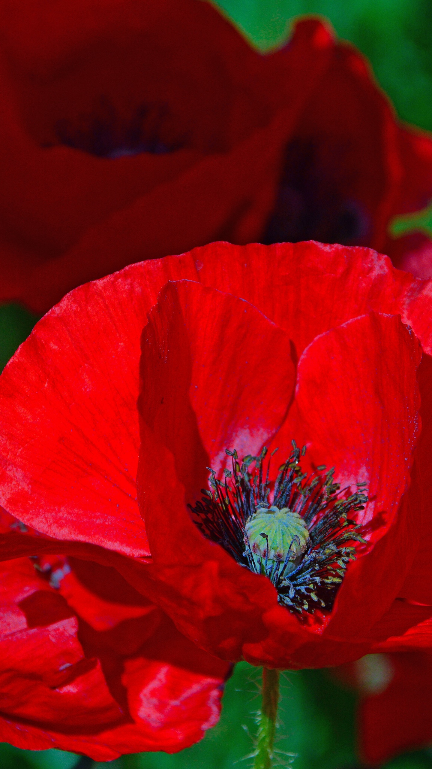 Flor Roja en Lente de Cambio de Inclinación. Wallpaper in 1440x2560 Resolution