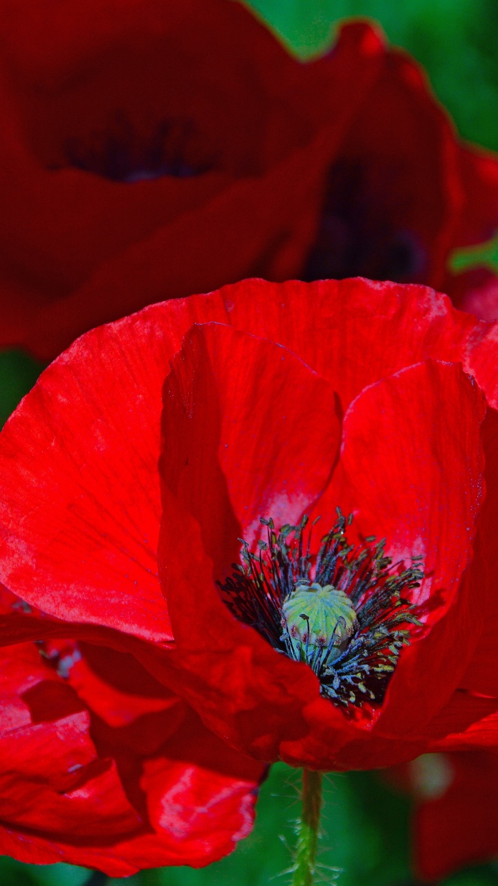 Flor Roja en Lente de Cambio de Inclinación. Wallpaper in 720x1280 Resolution