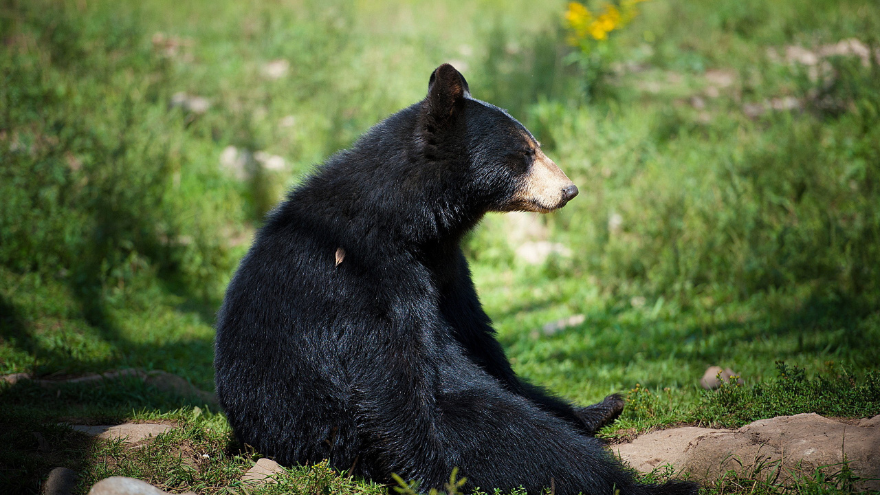 Ours Noir Sur L'herbe Verte Pendant la Journée. Wallpaper in 1280x720 Resolution