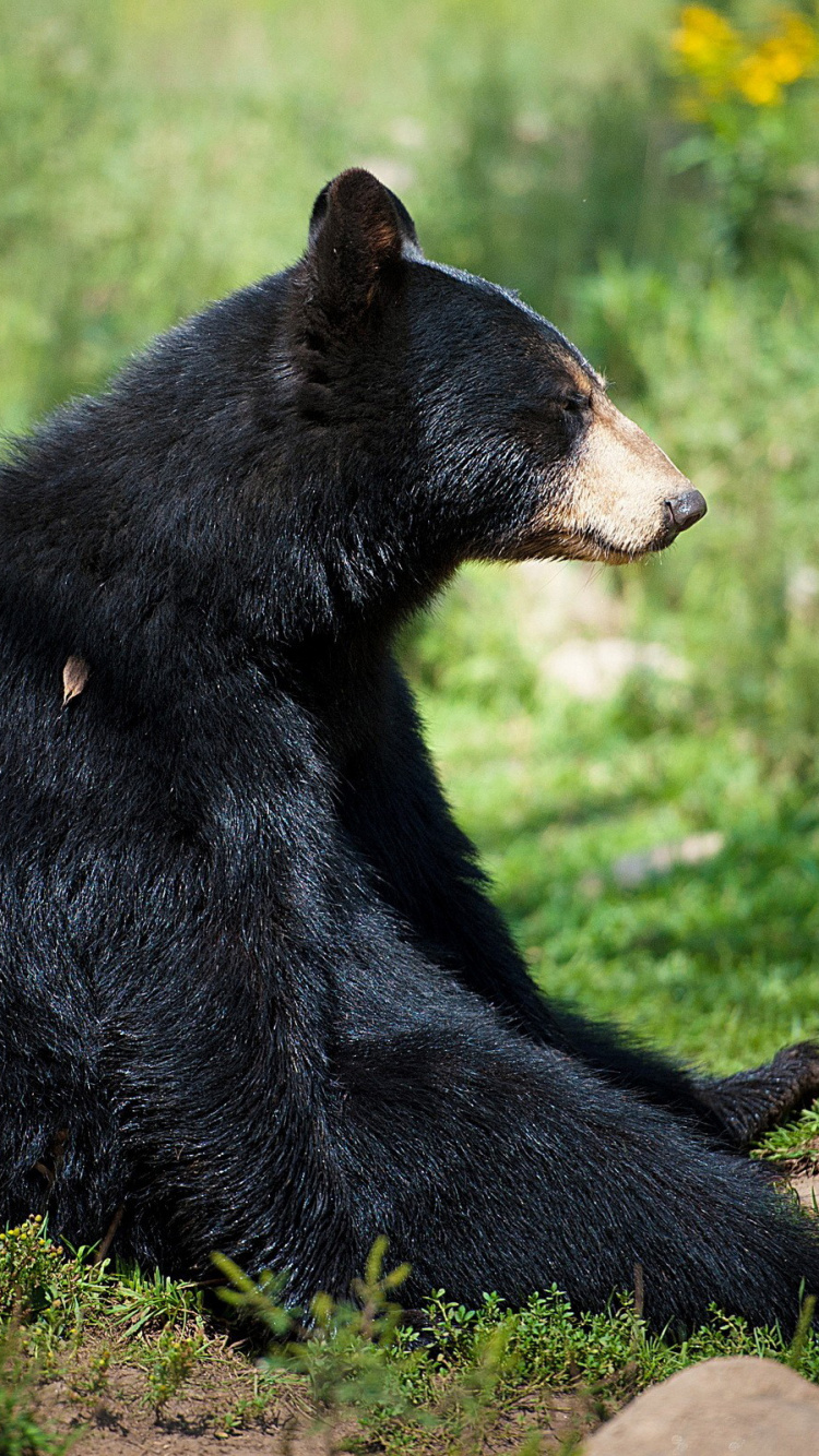 Black Bear on Green Grass During Daytime. Wallpaper in 750x1334 Resolution