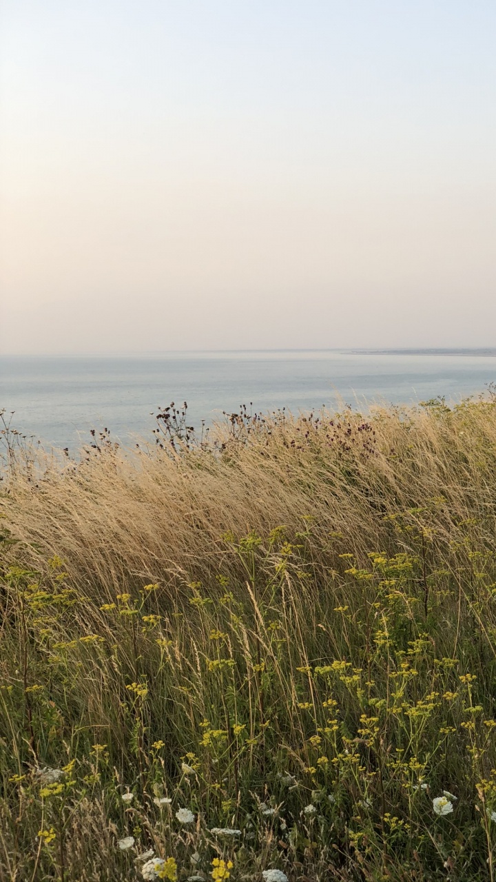 Meer, Vegetation, Natürlichen Umgebung, Pflanzen-Gemeinschaft, Horizont. Wallpaper in 720x1280 Resolution