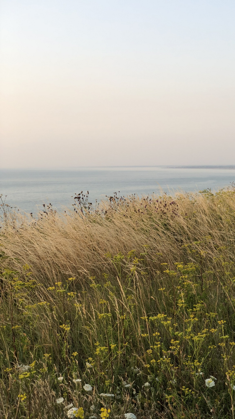 Meer, Vegetation, Natürlichen Umgebung, Pflanzen-Gemeinschaft, Horizont. Wallpaper in 750x1334 Resolution