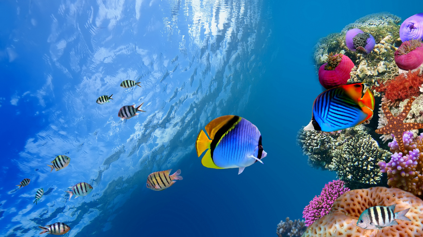 Man in Blue and White Striped Shirt With Blue and Yellow Fish in Water. Wallpaper in 1366x768 Resolution