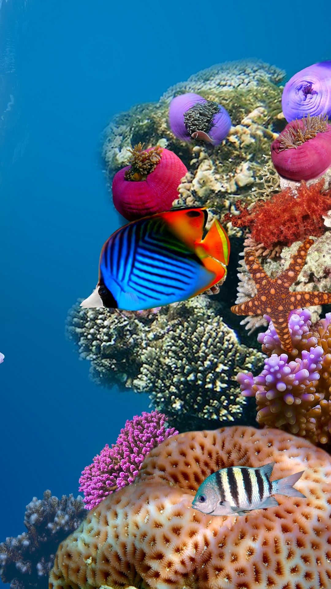 珊瑚礁的鱼, 水下, 海洋生物学, 珊瑚礁, 生态系统 壁纸 1080x1920 允许