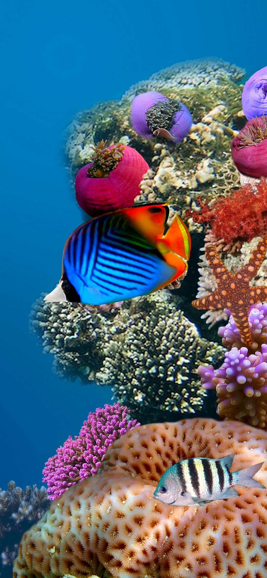 珊瑚礁的鱼, 水下, 海洋生物学, 珊瑚礁, 生态系统 壁纸 1125x2436 允许