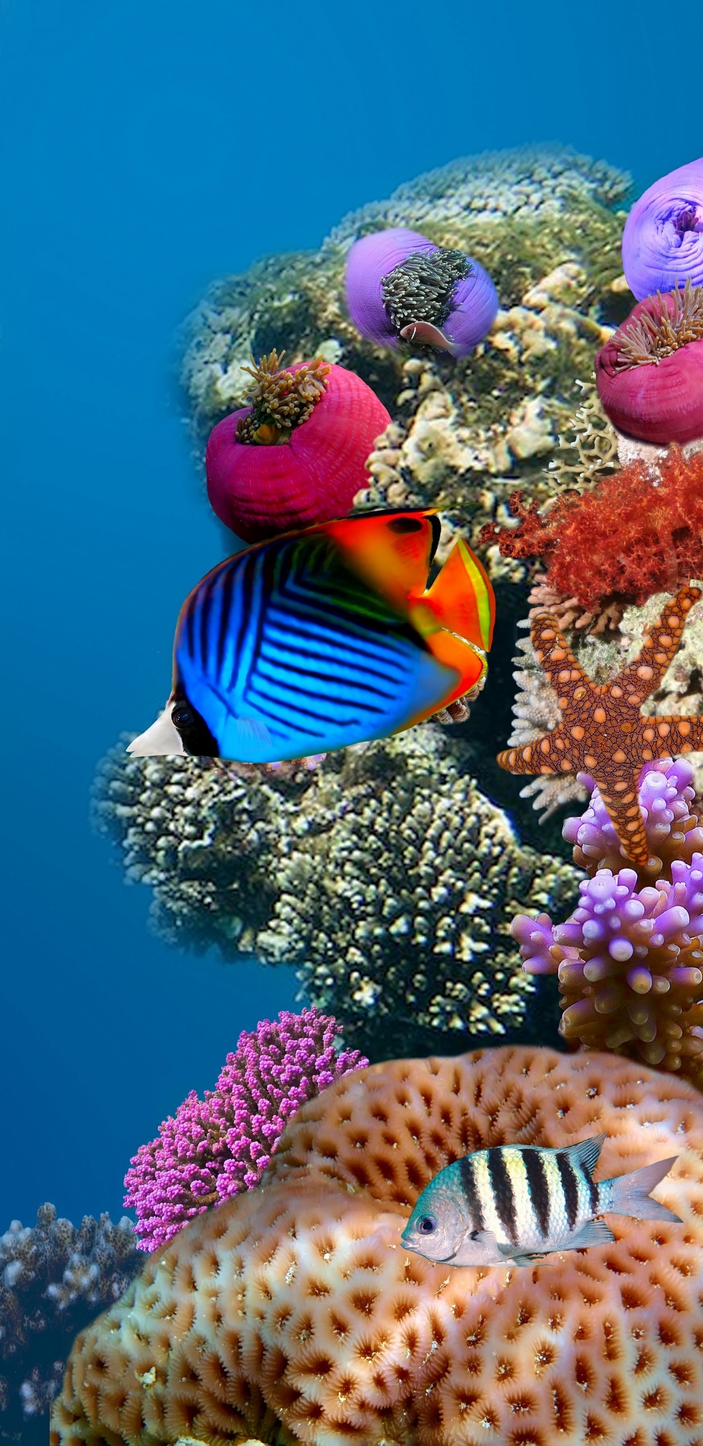 珊瑚礁的鱼, 水下, 海洋生物学, 珊瑚礁, 生态系统 壁纸 1440x2960 允许