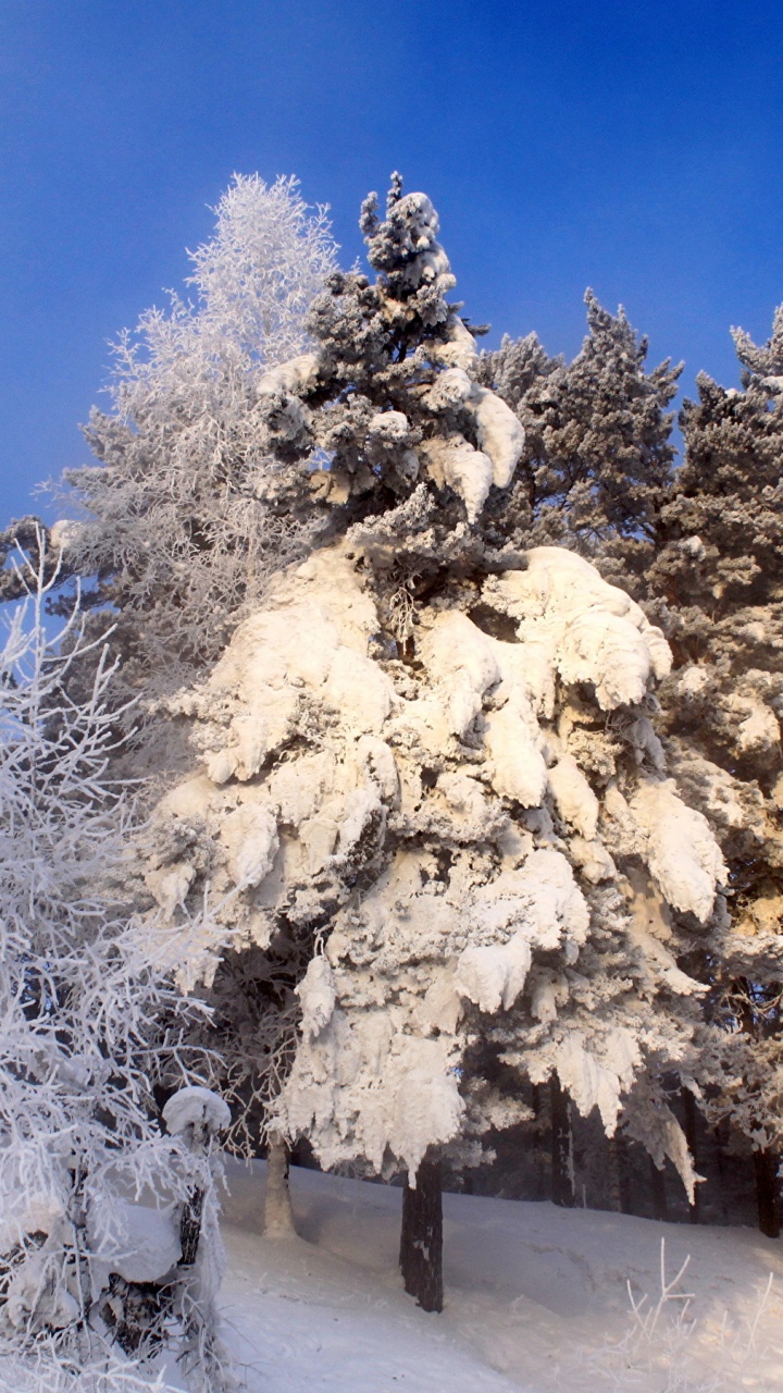 Arbres Blancs Couverts de Neige Pendant la Journée. Wallpaper in 720x1280 Resolution