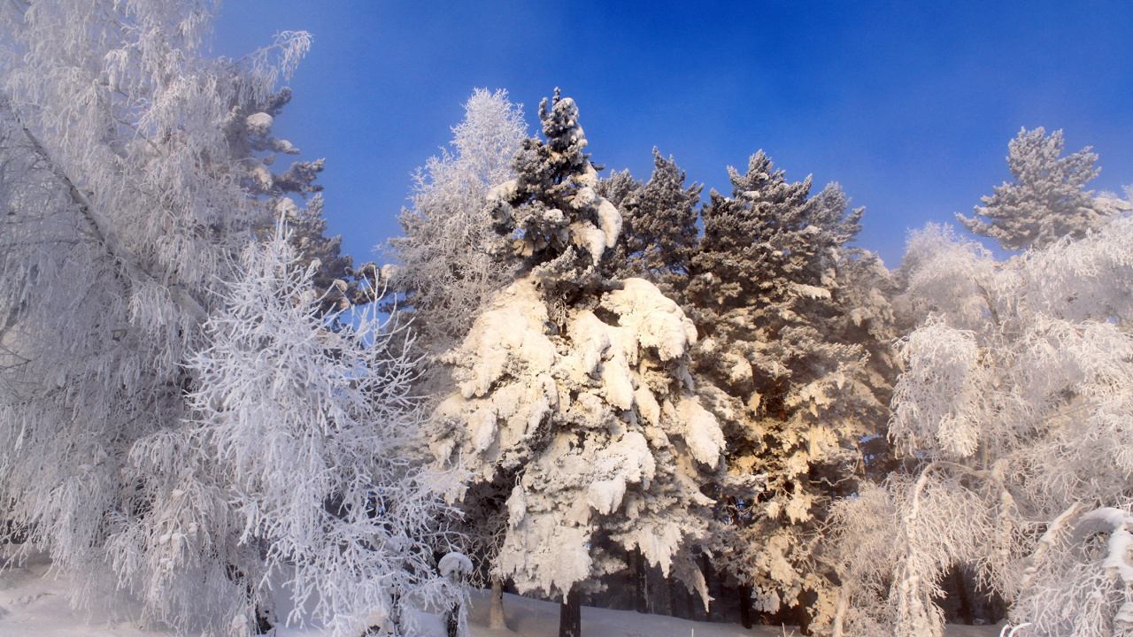 Weiße Bäume Tagsüber Mit Schnee Bedeckt. Wallpaper in 1280x720 Resolution