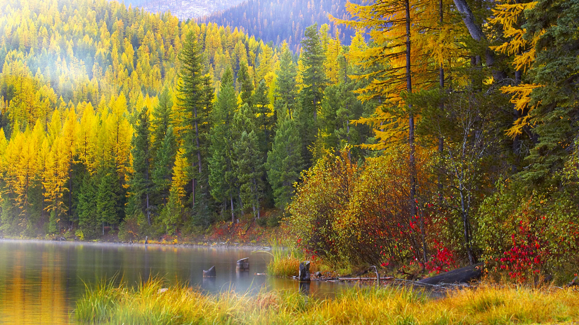 Arbres Verts et Bruns au Bord du Lac Pendant la Journée. Wallpaper in 1920x1080 Resolution