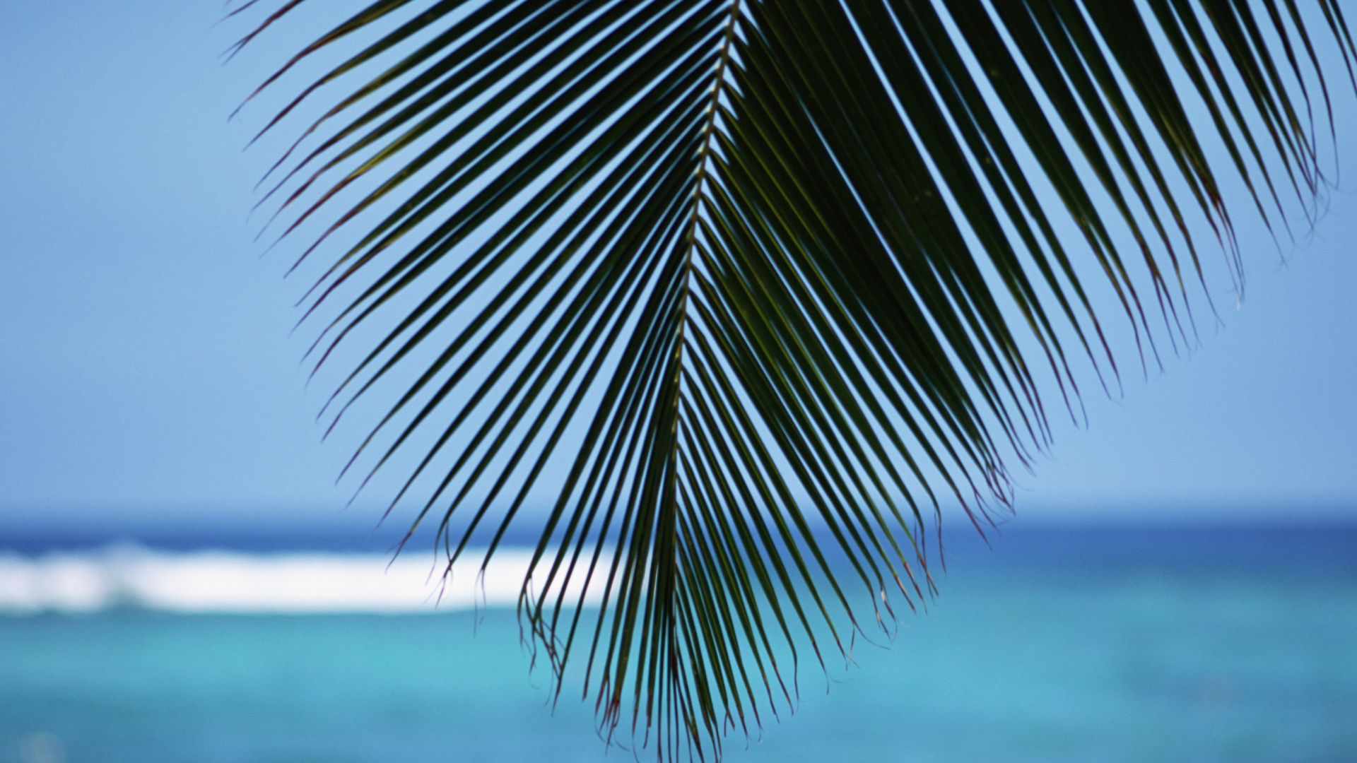 Green Leaf Near Body of Water During Daytime. Wallpaper in 1920x1080 Resolution