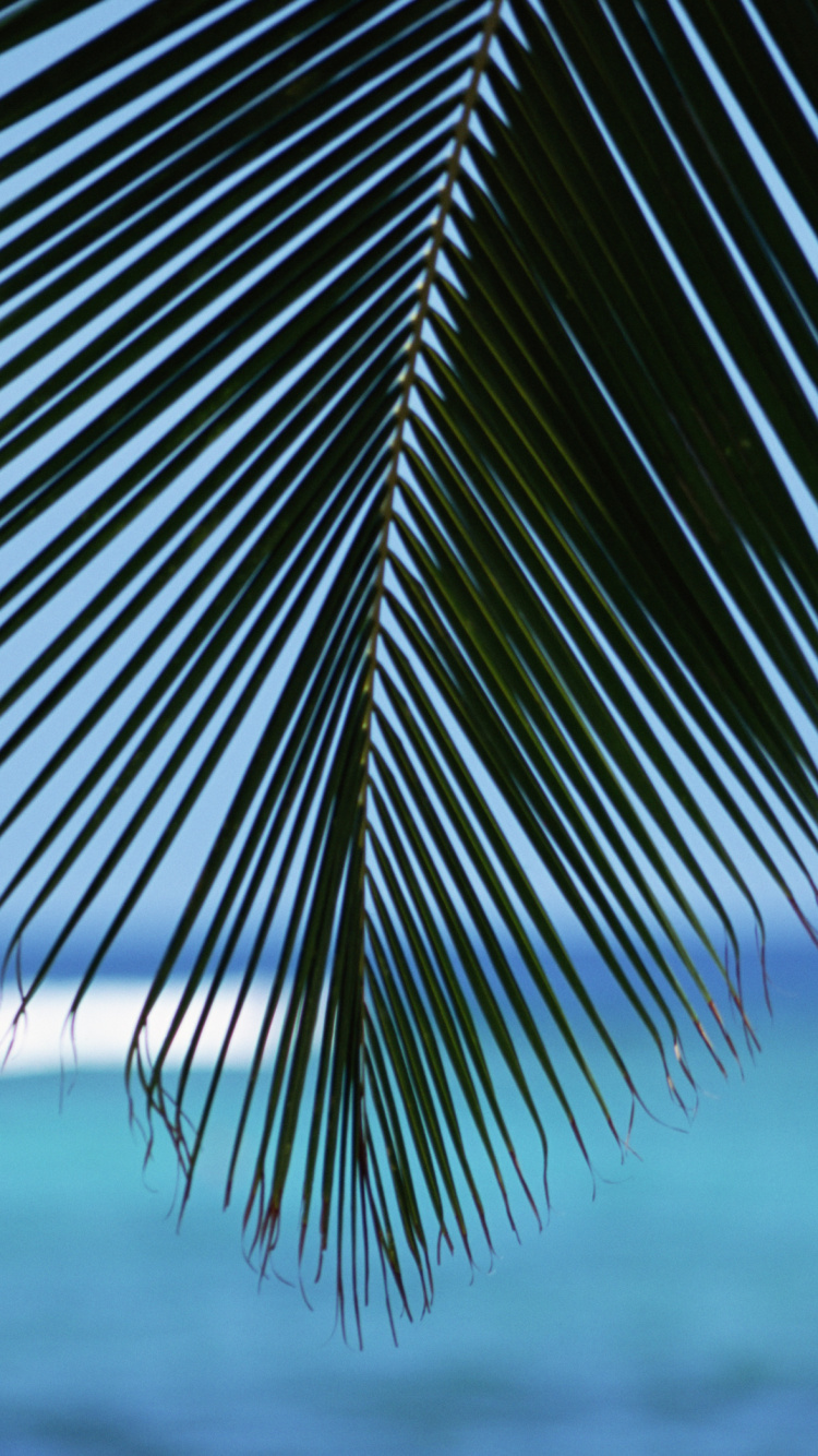 Green Leaf Near Body of Water During Daytime. Wallpaper in 750x1334 Resolution