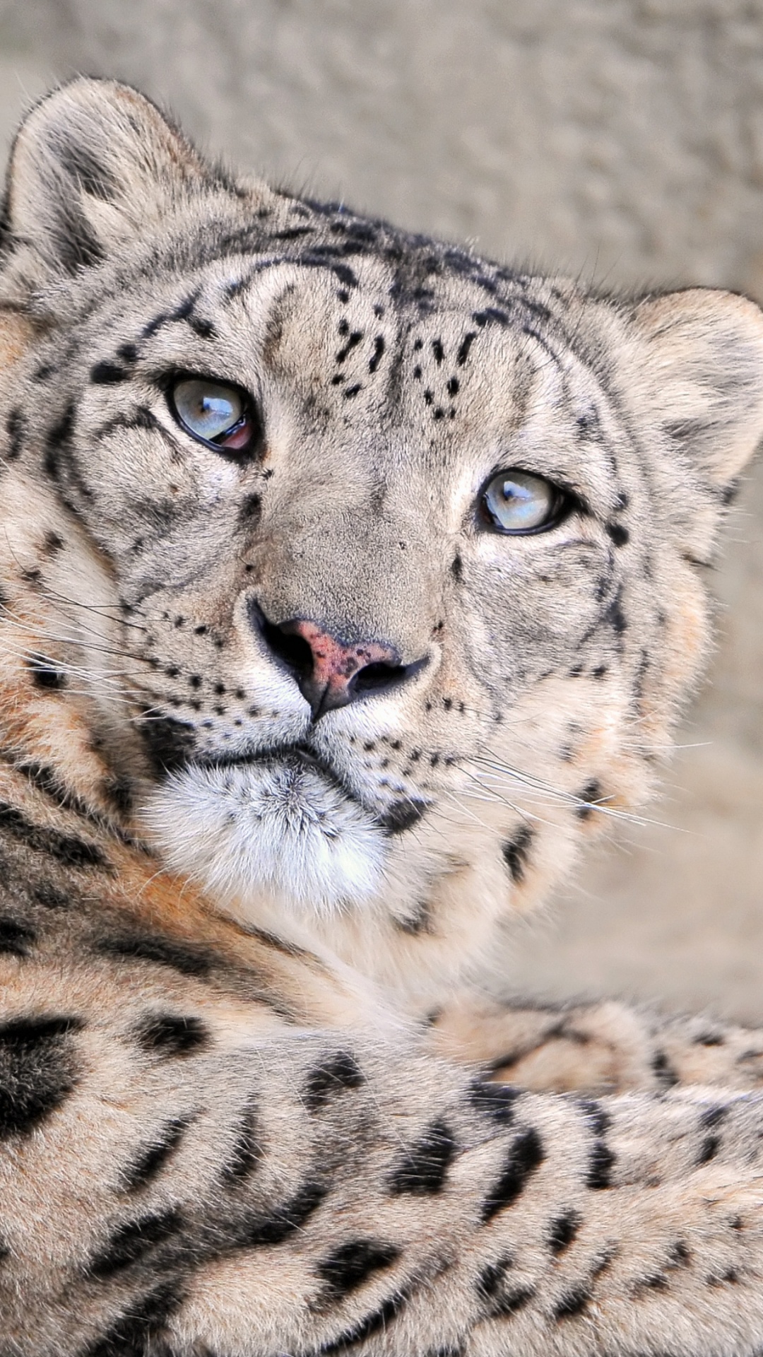 Brauner Und Schwarzer Leopard Auf Dem Boden Liegend. Wallpaper in 1080x1920 Resolution