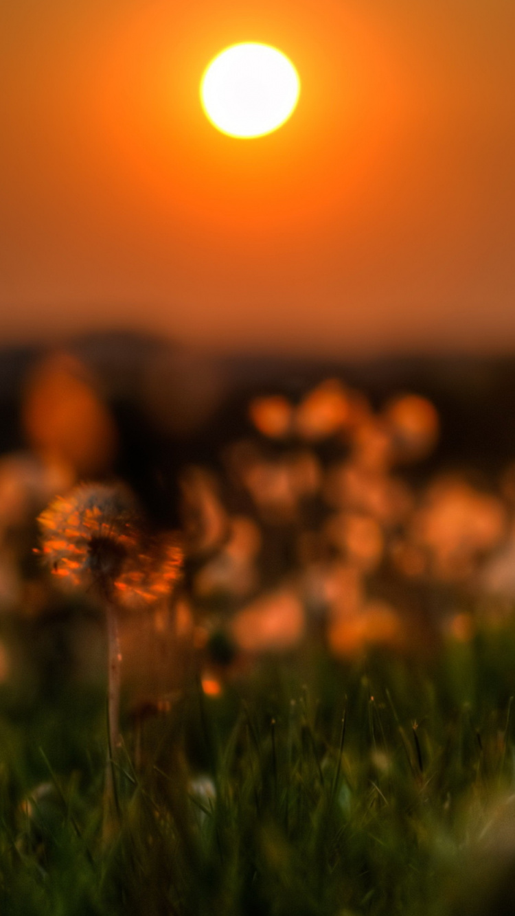 Fleur Brune Sur L'herbe Verte Pendant le Coucher du Soleil. Wallpaper in 750x1334 Resolution