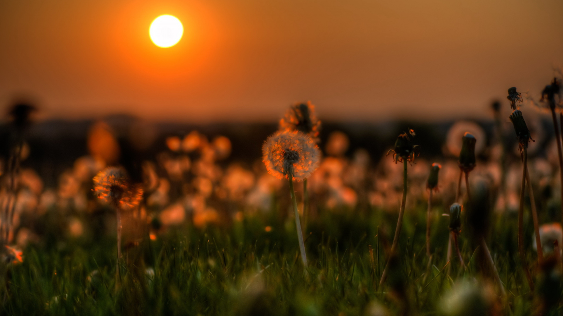 Braune Blume Auf Grünem Gras Bei Sonnenuntergang. Wallpaper in 1920x1080 Resolution