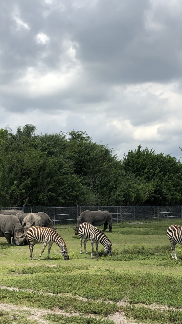 Grassland, Nature Reserve, Zebra, Natural Landscape, Grazing. Wallpaper in 720x1280 Resolution