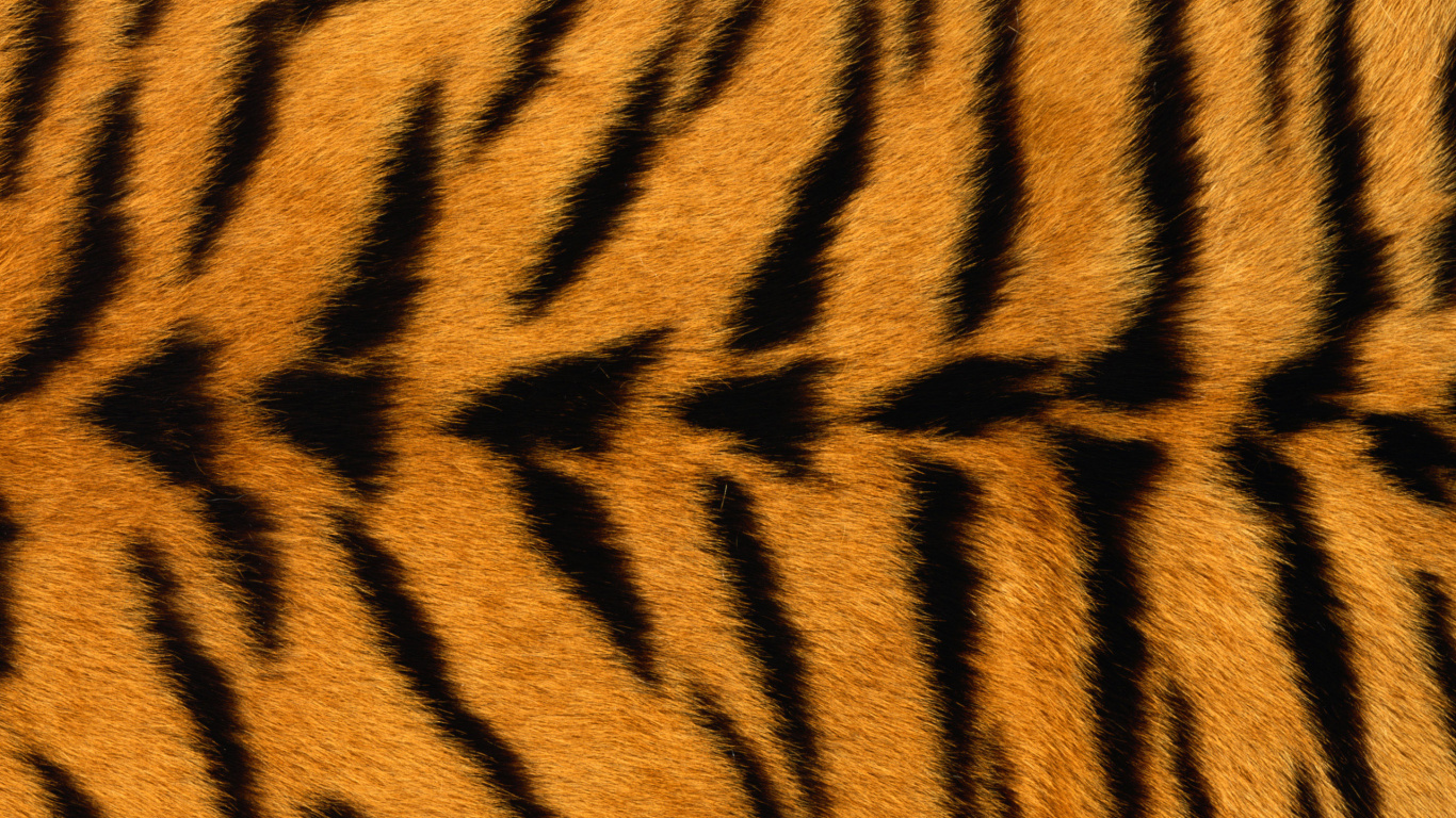 Brown and Black Tiger Textile. Wallpaper in 1366x768 Resolution