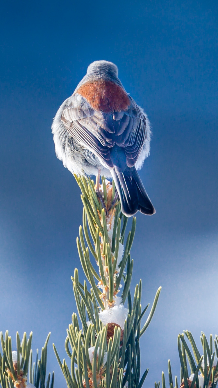 Oiseau Rouge et Gris Perché Sur Une Plante Verte. Wallpaper in 750x1334 Resolution