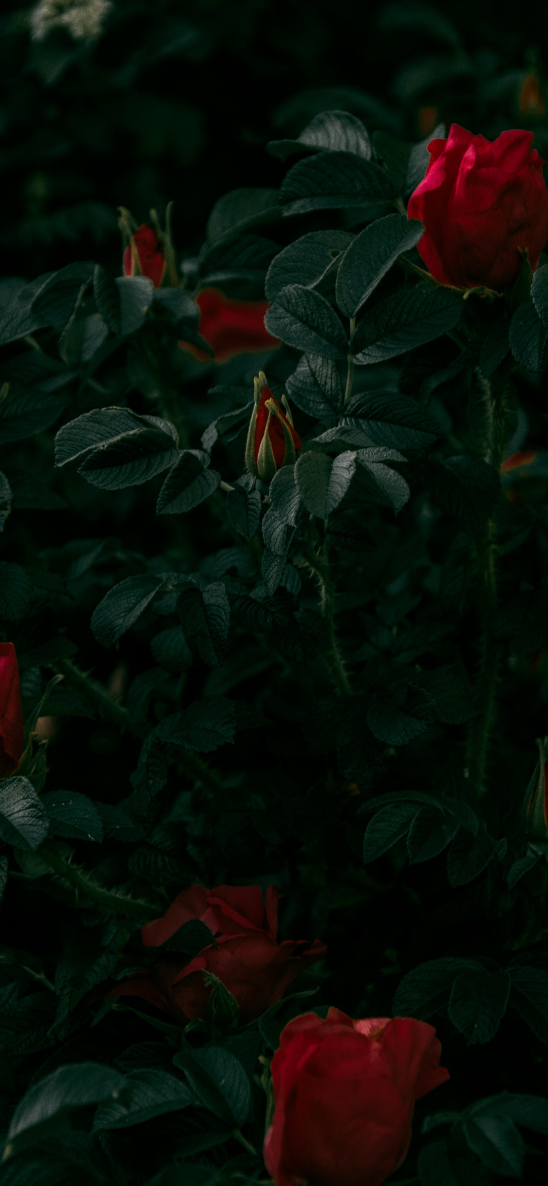 Red Roses in Bloom During Daytime. Wallpaper in 1125x2436 Resolution