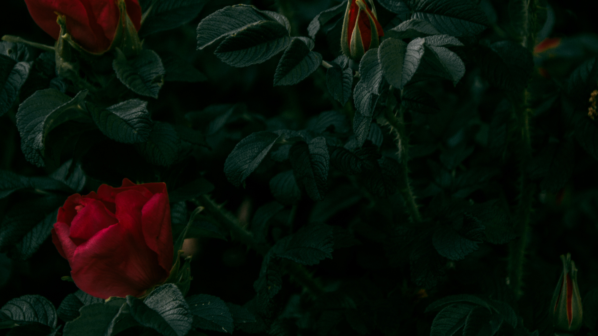 Red Roses in Bloom During Daytime. Wallpaper in 1920x1080 Resolution