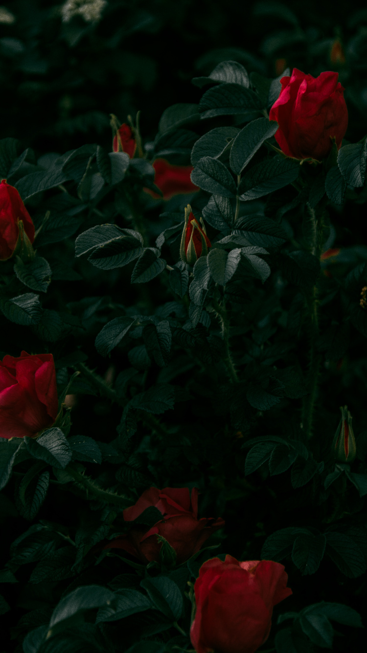 Roses Rouges en Fleurs Pendant la Journée. Wallpaper in 750x1334 Resolution