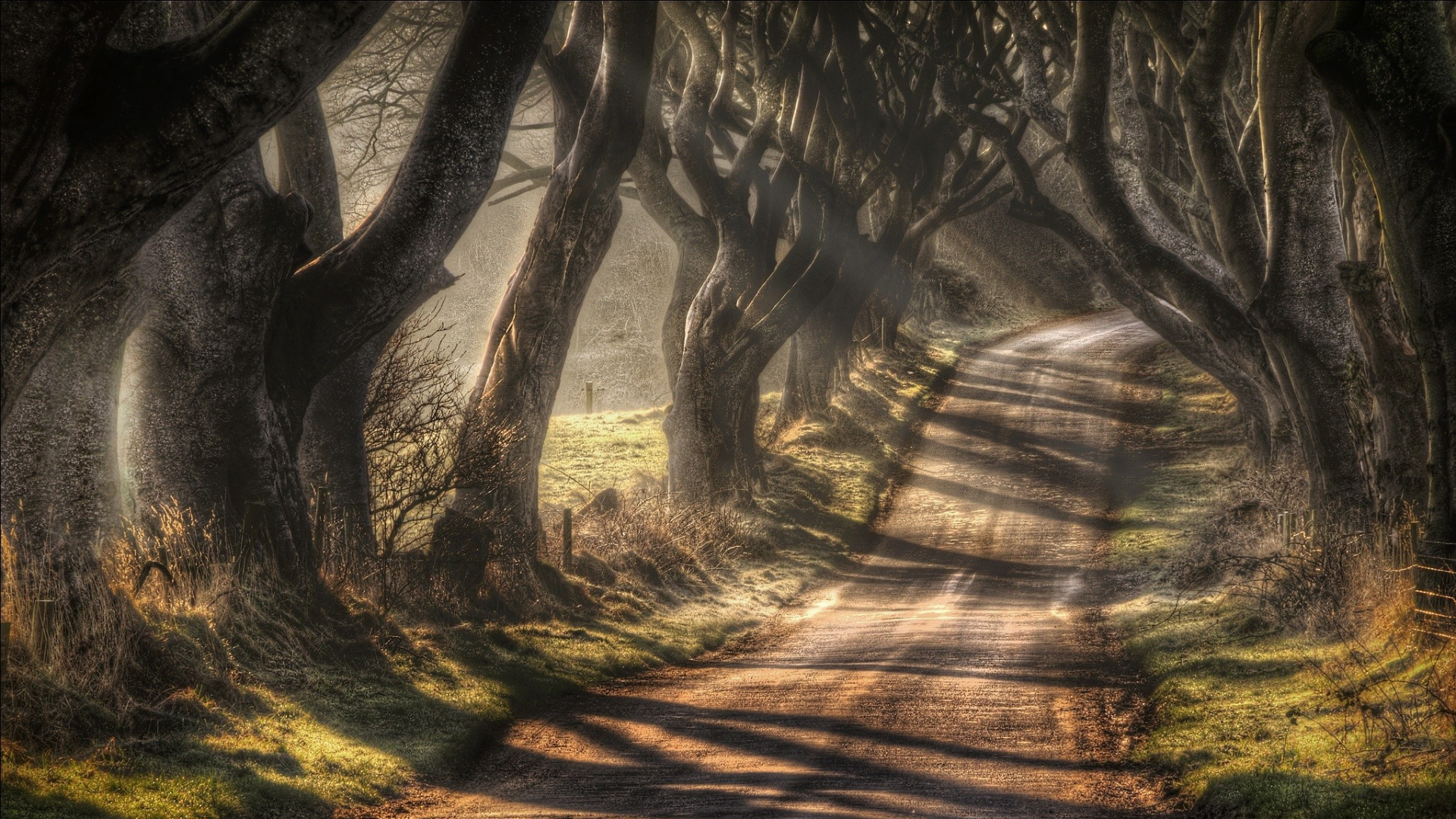 Arbres Bruns Sur Champ Brun Pendant la Journée. Wallpaper in 1920x1080 Resolution