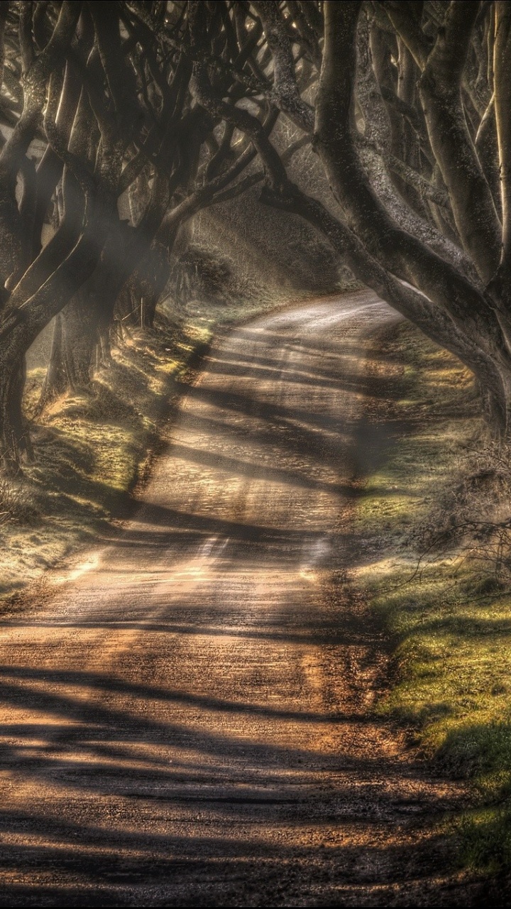 Arbres Bruns Sur Champ Brun Pendant la Journée. Wallpaper in 720x1280 Resolution