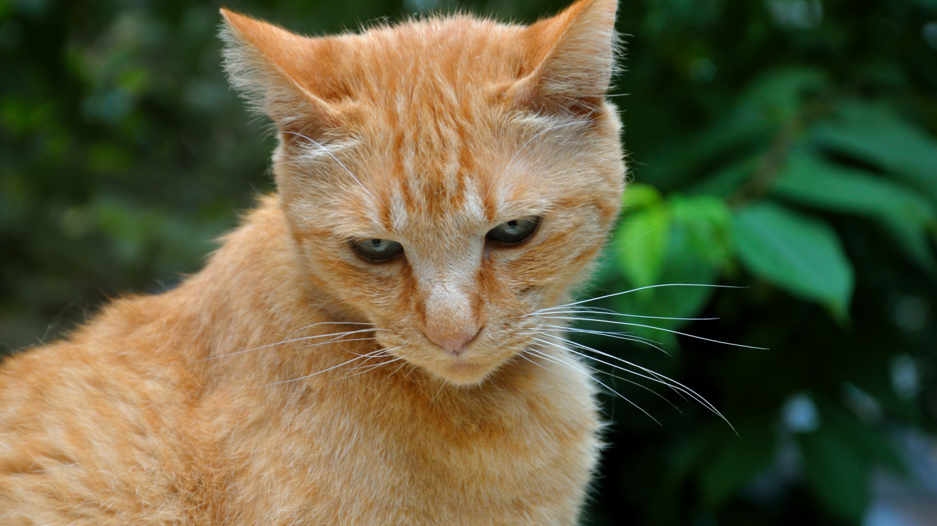 Chat Tigré Orange en Photographie Rapprochée. Wallpaper in 1366x768 Resolution
