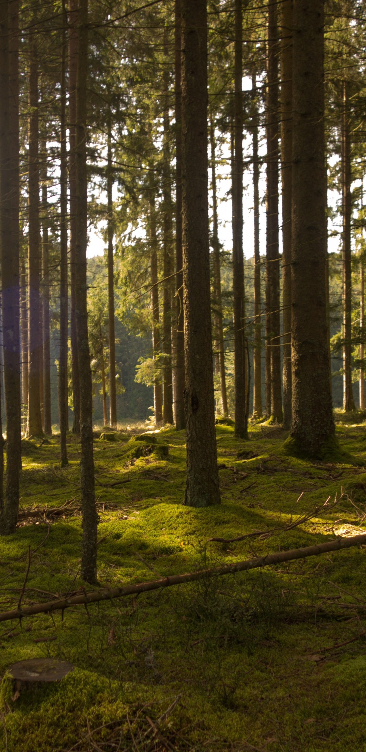 Tagsüber Grüne Bäume Auf Grüner Wiese Field. Wallpaper in 1440x2960 Resolution