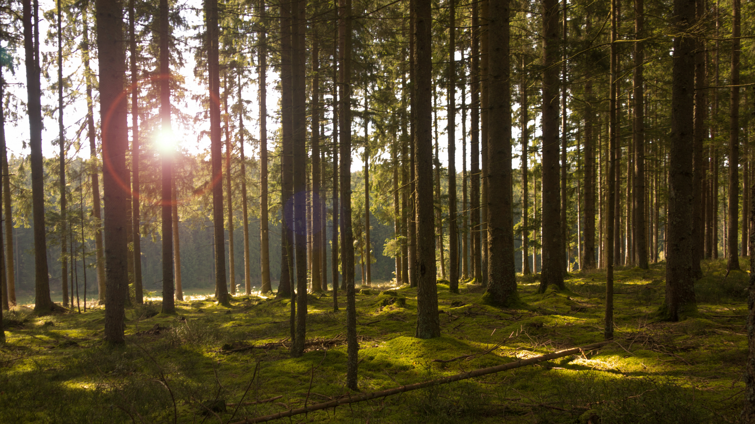 Green Trees on Green Grass Field During Daytime. Wallpaper in 2560x1440 Resolution