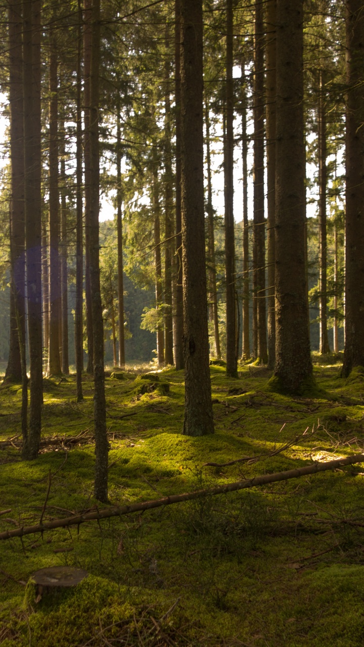 Green Trees on Green Grass Field During Daytime. Wallpaper in 720x1280 Resolution