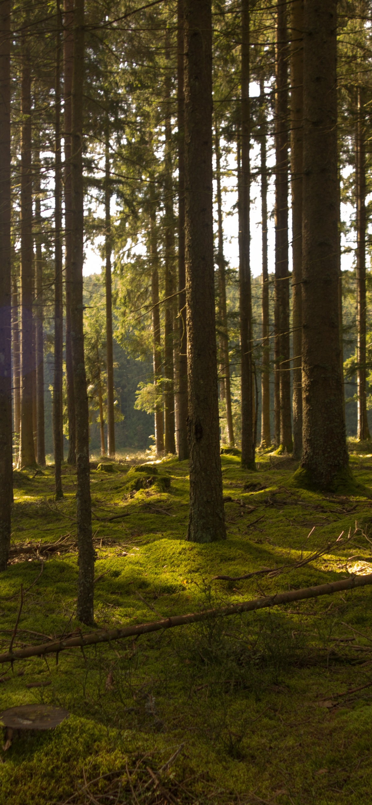 Arbres Verts Sur Terrain D'herbe Verte Pendant la Journée. Wallpaper in 1242x2688 Resolution
