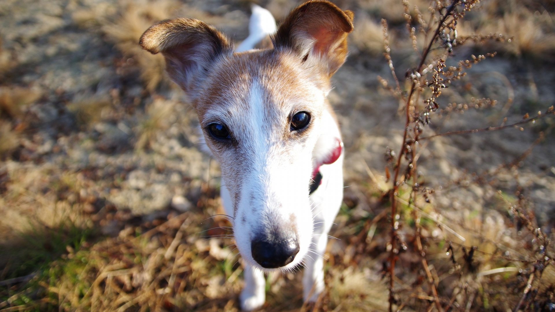 White and Brown Short Coated Dog. Wallpaper in 1920x1080 Resolution