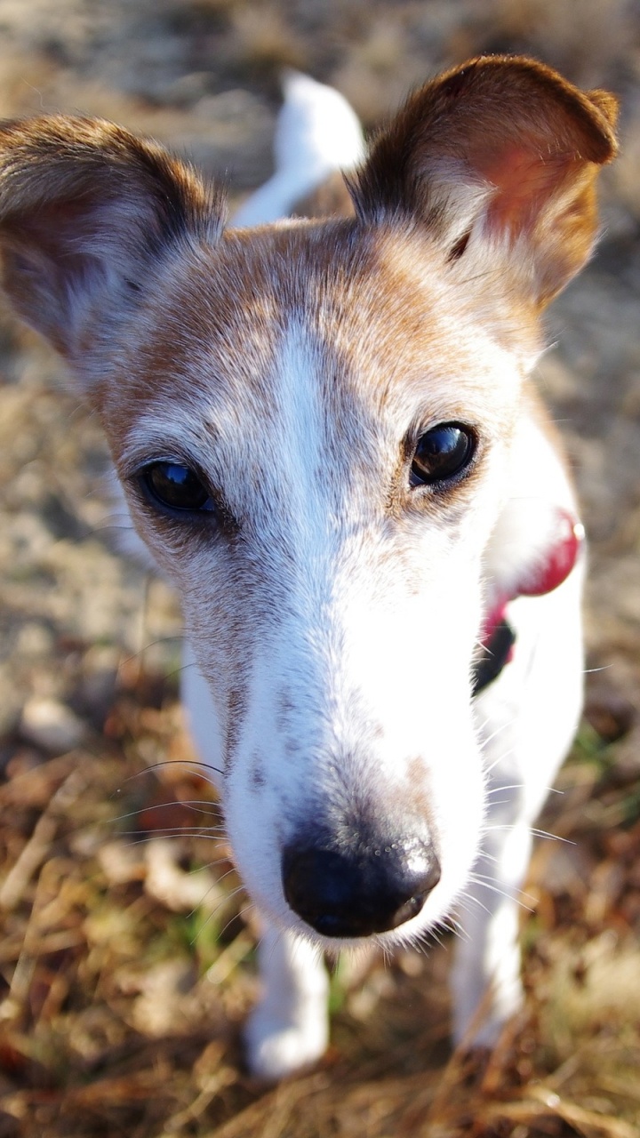 White and Brown Short Coated Dog. Wallpaper in 720x1280 Resolution