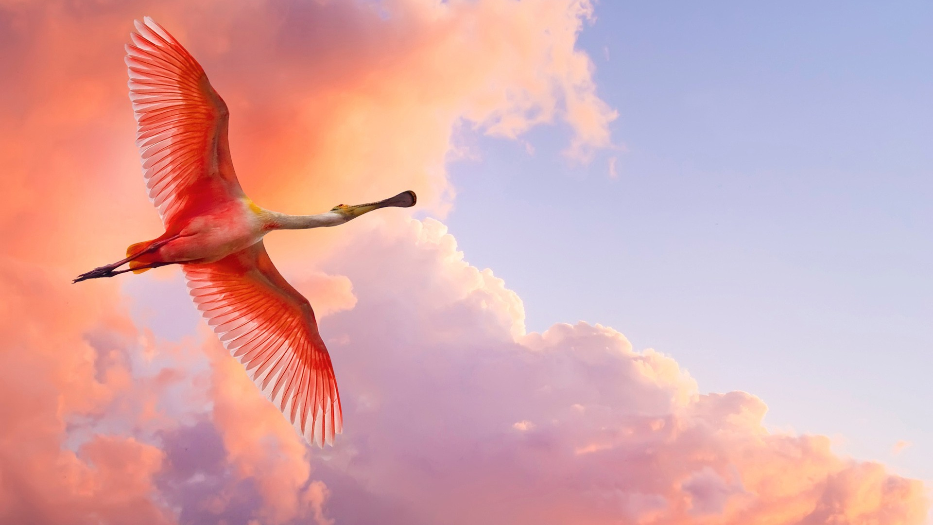 Pink Bird Flying Under Blue Sky During Daytime. Wallpaper in 1920x1080 Resolution