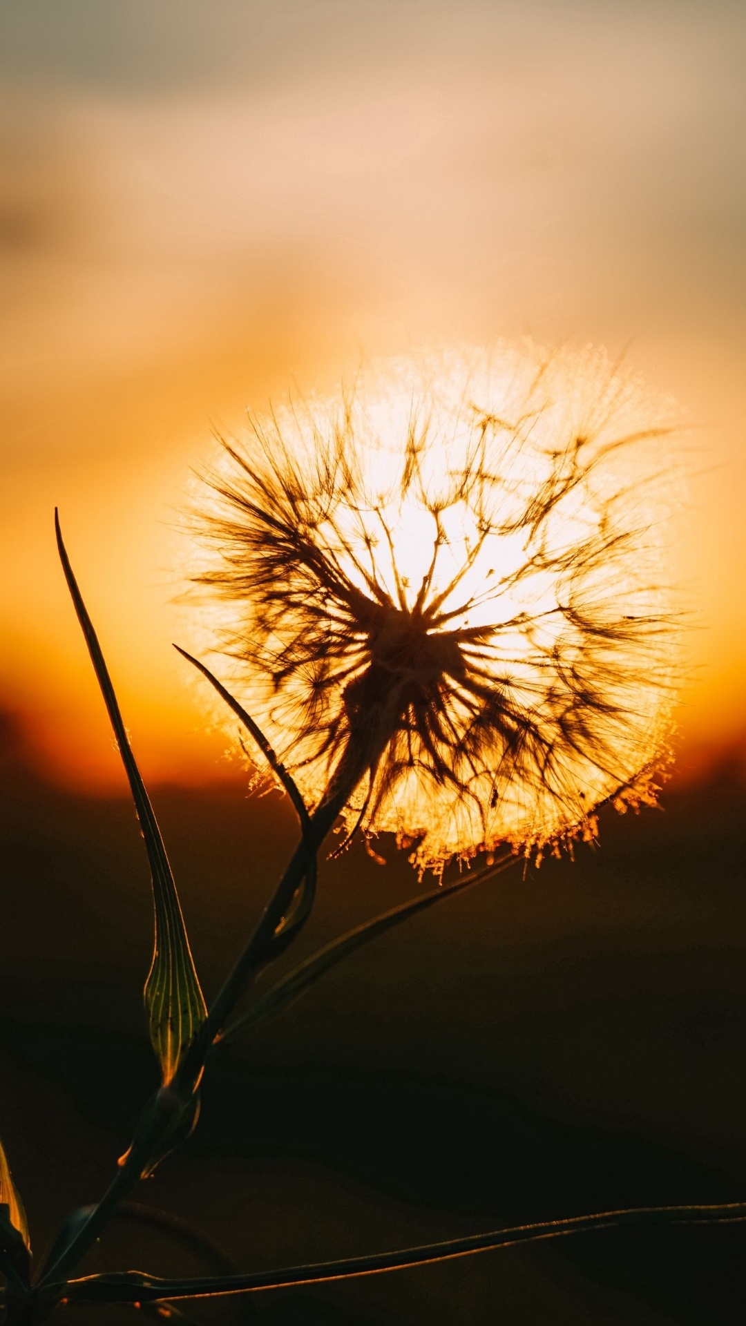 Cloud, Natural Landscape, Plant, Twig, Afterglow. Wallpaper in 1080x1920 Resolution