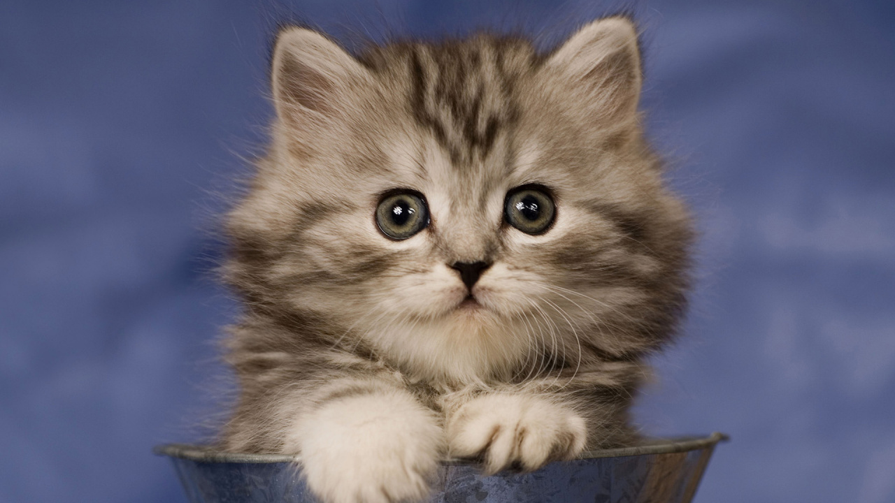 Chaton Tabby Brun Dans un Seau en Plastique Bleu. Wallpaper in 1280x720 Resolution