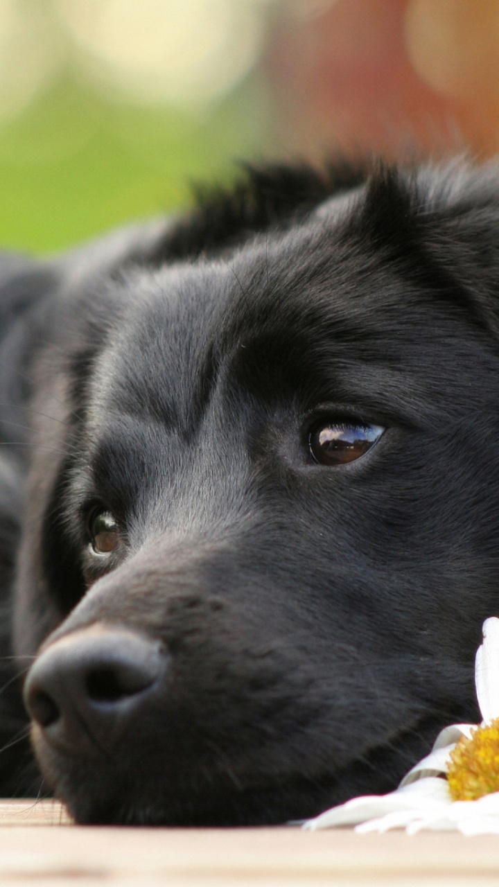Black Labrador Retriever Puppy Lying on White and Yellow Flower. Wallpaper in 720x1280 Resolution