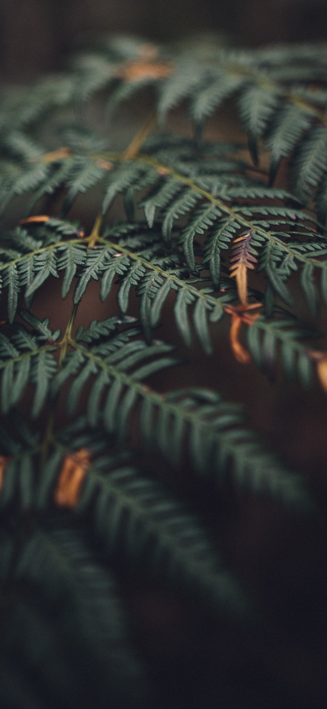 Blatt, Branch, Vegetation, Baum, Terrestrische Pflanzen. Wallpaper in 1125x2436 Resolution