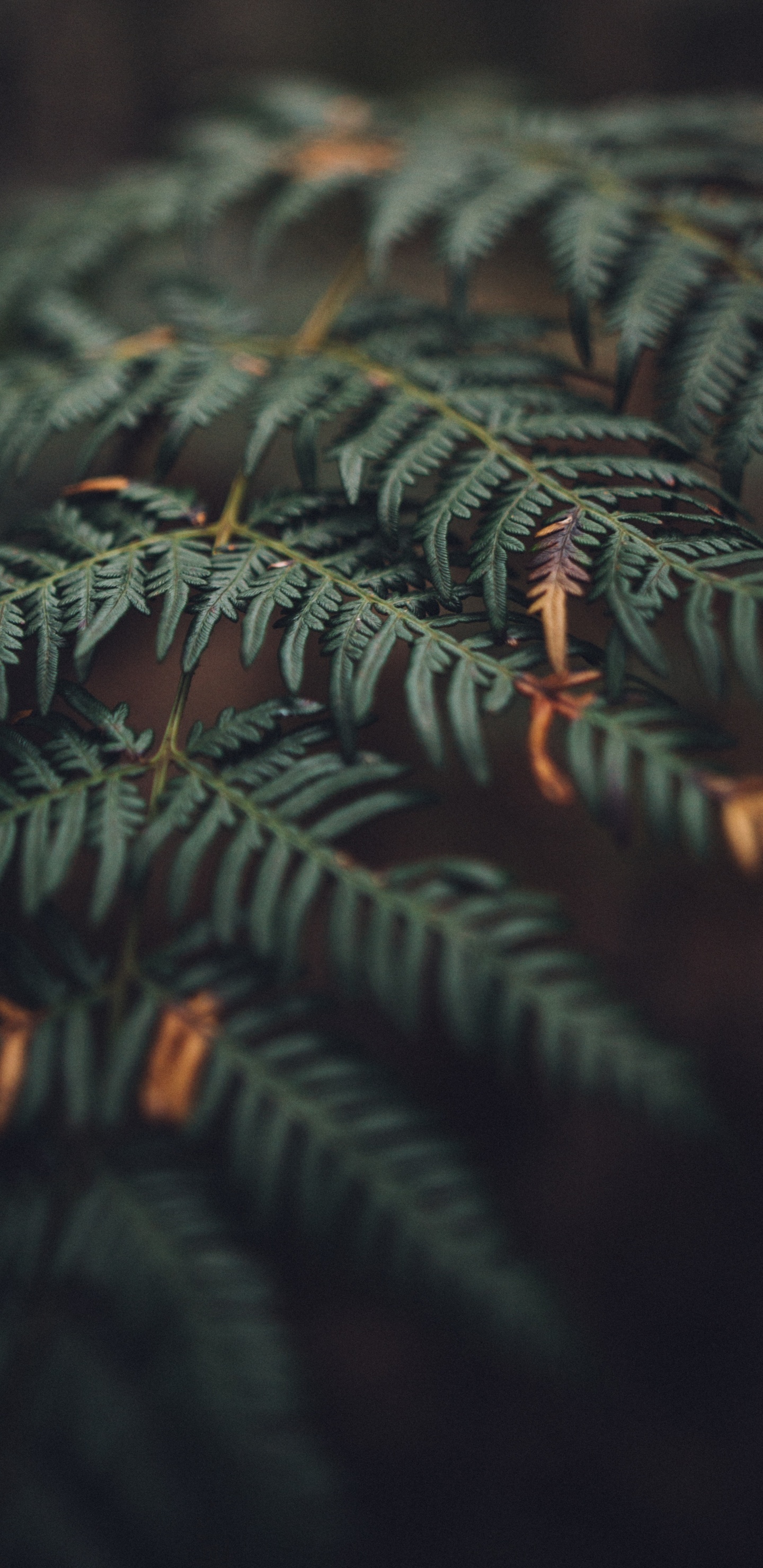 Blatt, Branch, Vegetation, Baum, Terrestrische Pflanzen. Wallpaper in 1440x2960 Resolution