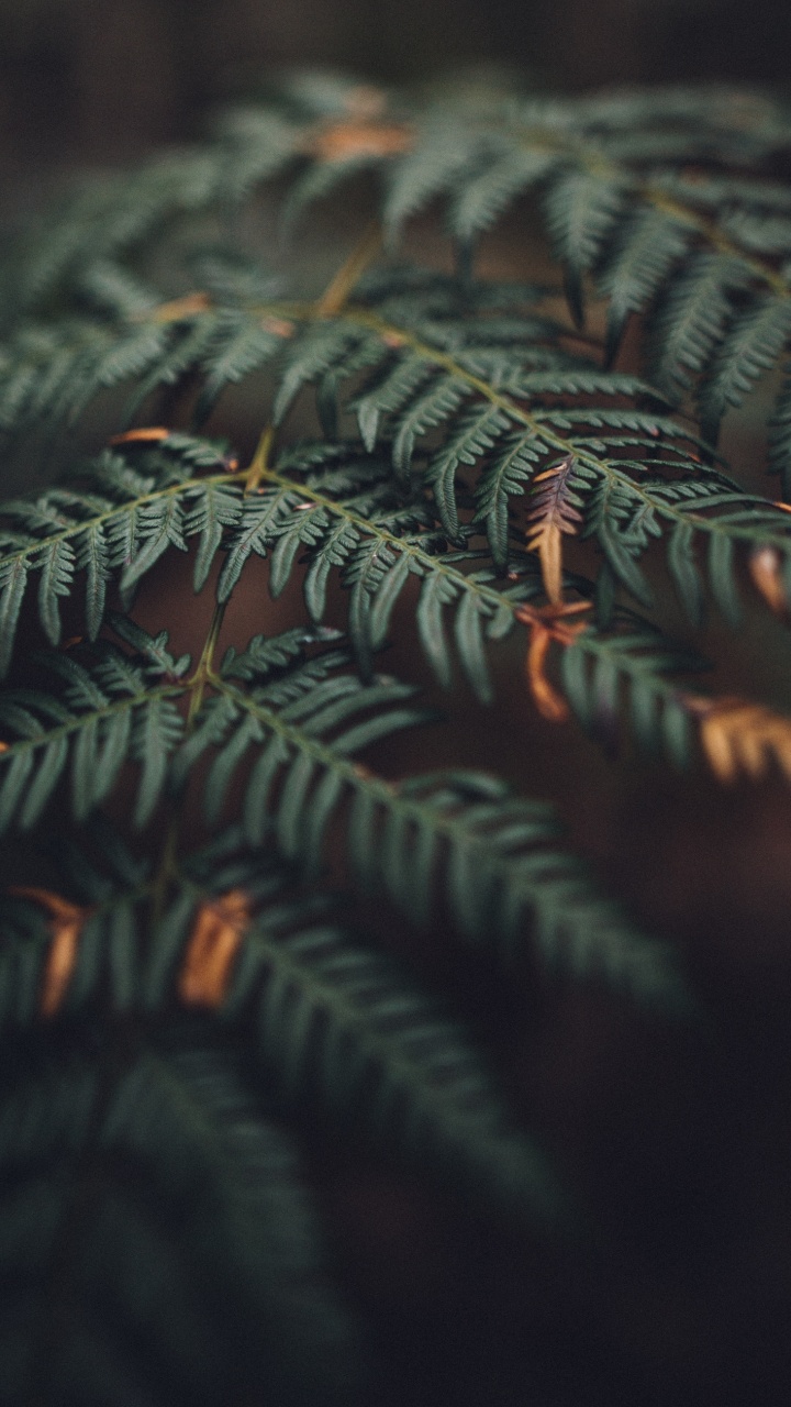 Leaf, Branch, Vegetation, Tree, Terrestrial Plant. Wallpaper in 720x1280 Resolution