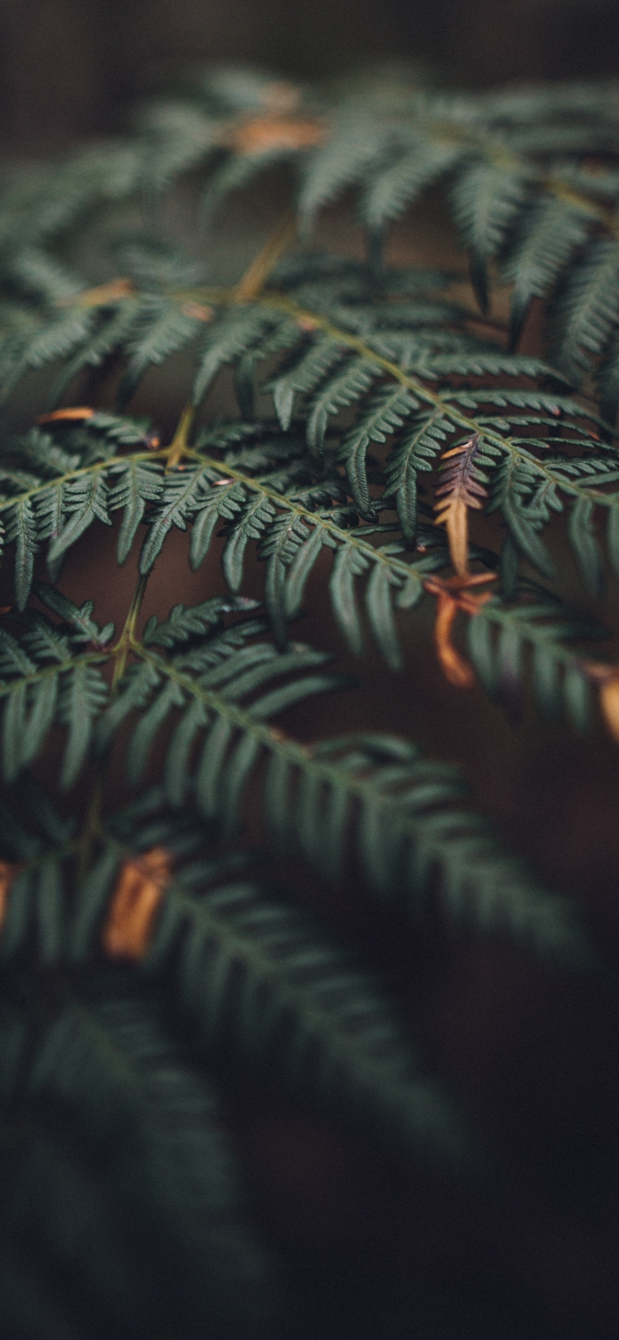 Feuille, Végétation, Plante Terrestre, Fougère, Usine. Wallpaper in 1242x2688 Resolution
