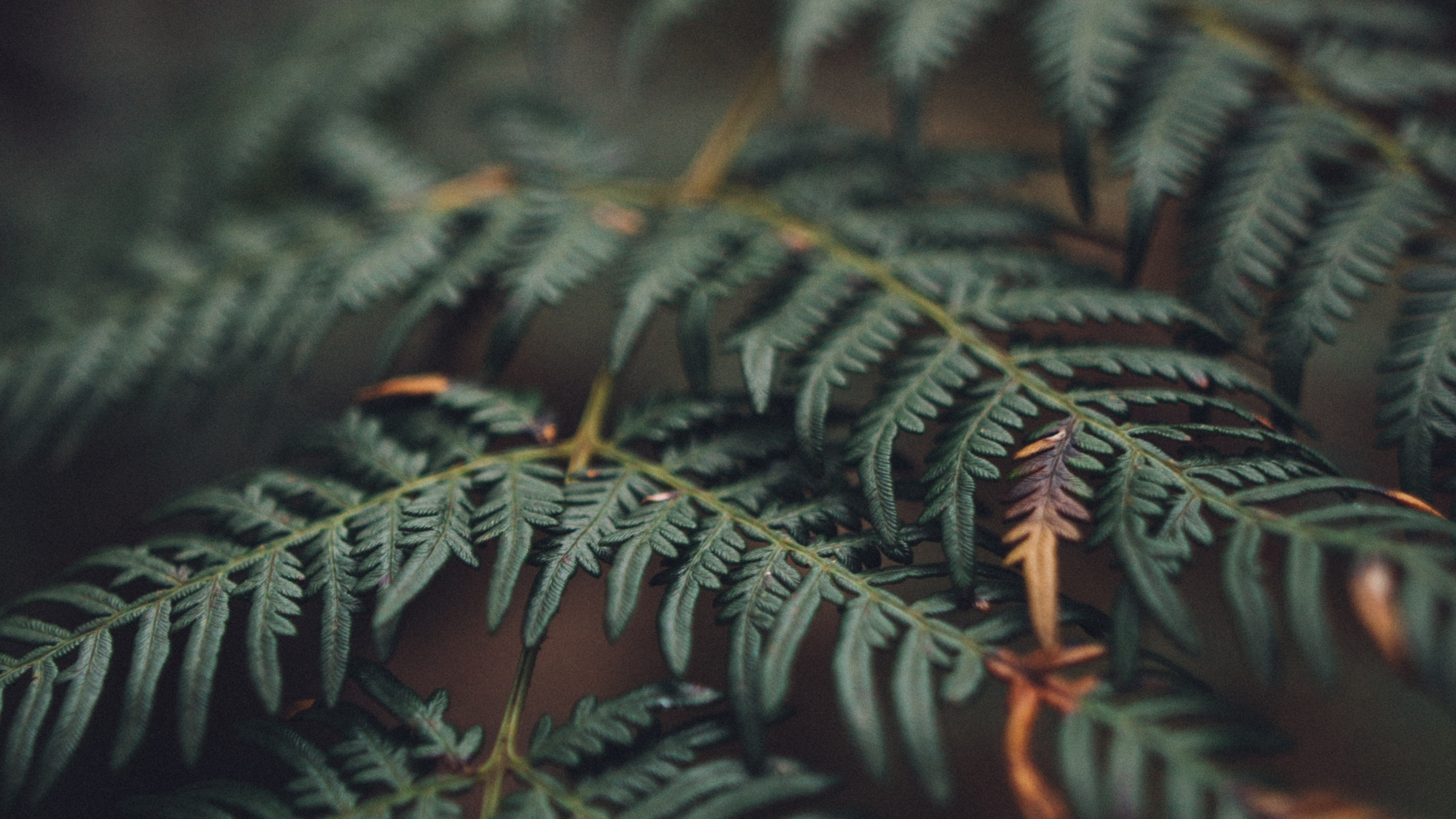 Feuille, Végétation, Plante Terrestre, Fougère, Usine. Wallpaper in 2560x1440 Resolution