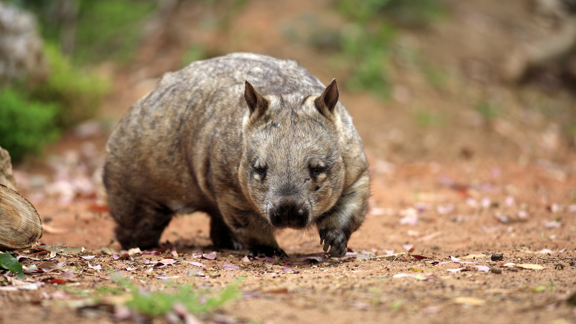 Wombat de Nariz Peluda Del Sur, Wombat Común, Wombat Norteño de Nariz Peluda, Los Animales Terrestres, Fauna. Wallpaper in 1920x1080 Resolution