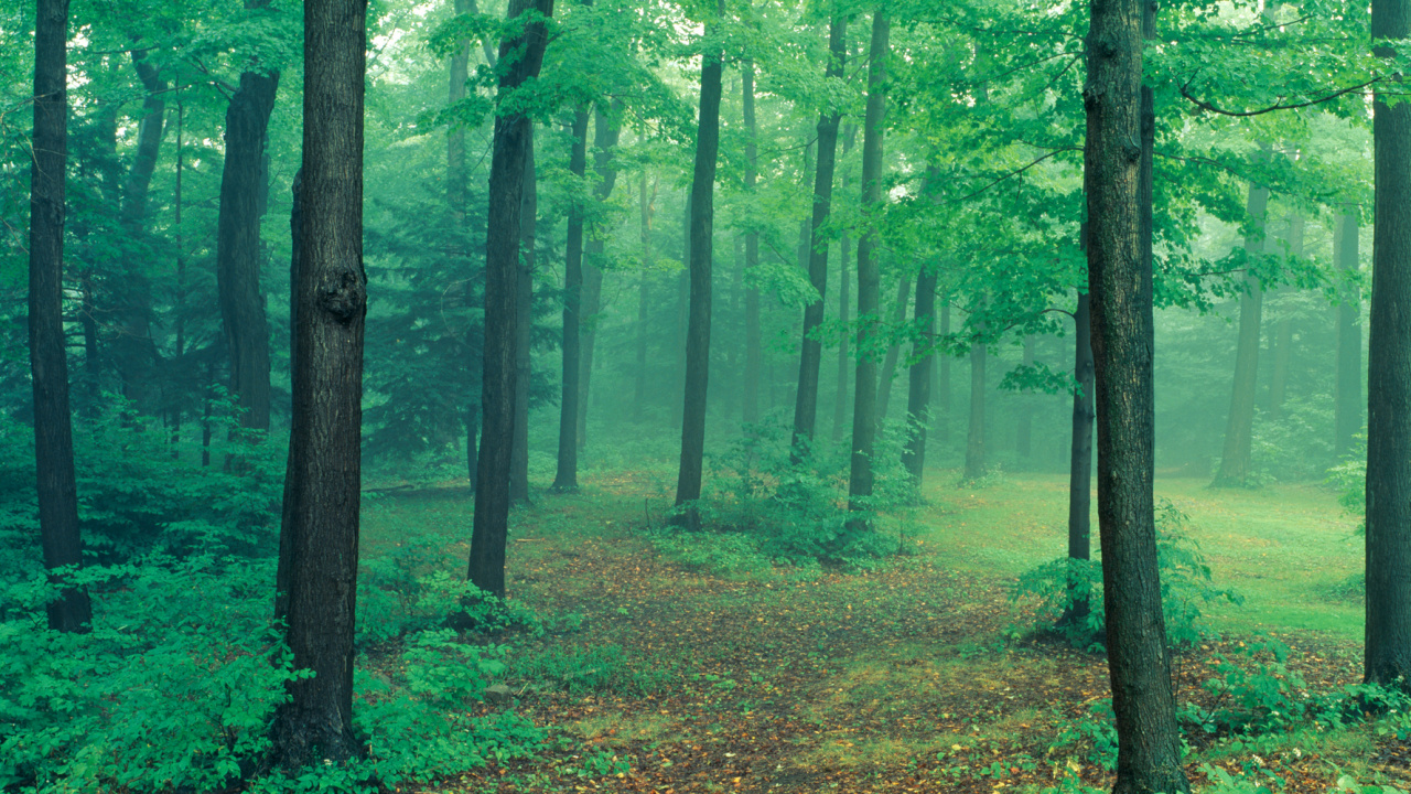 Tagsüber Grüne Bäume Auf Brauner Wiese Grass. Wallpaper in 1280x720 Resolution