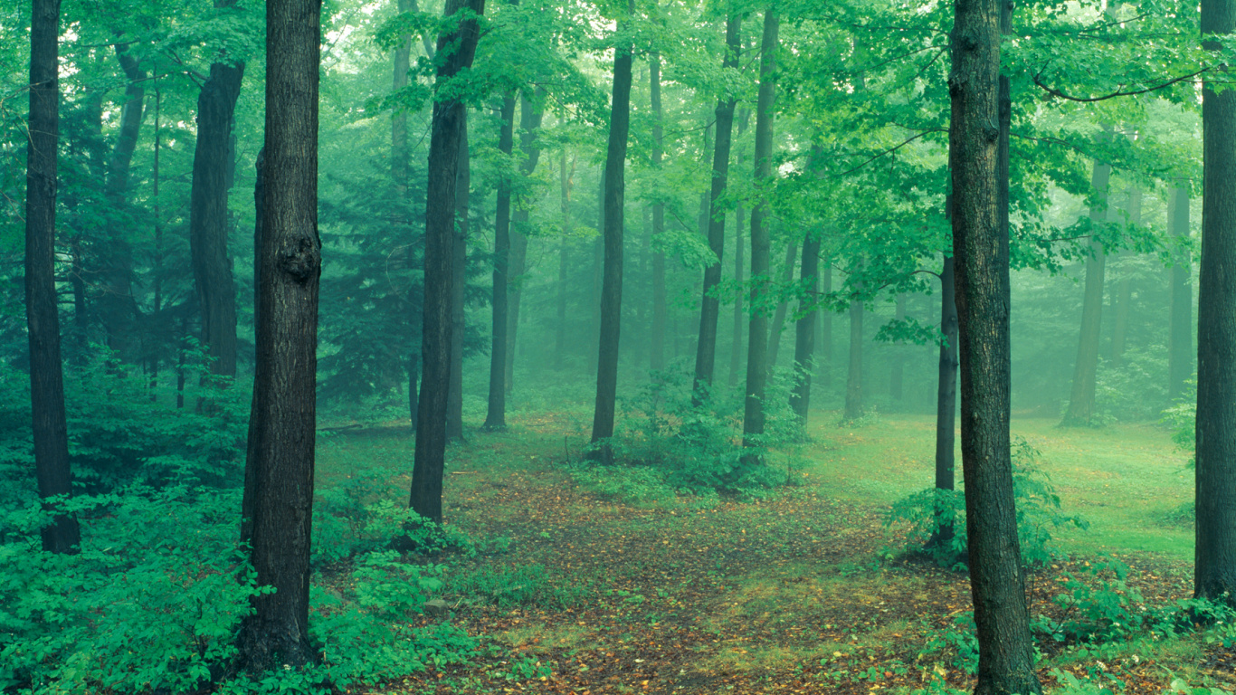 Green Trees on Brown Grass Field During Daytime. Wallpaper in 1366x768 Resolution