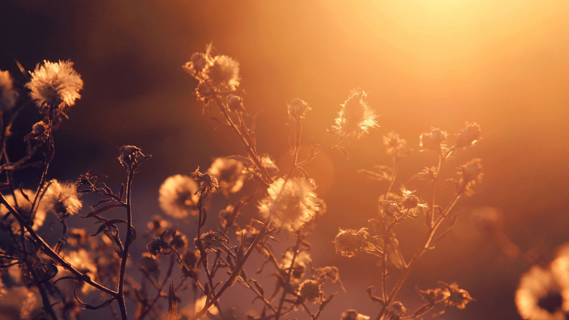 Yellow Flowers During Golden Hour. Wallpaper in 1920x1080 Resolution