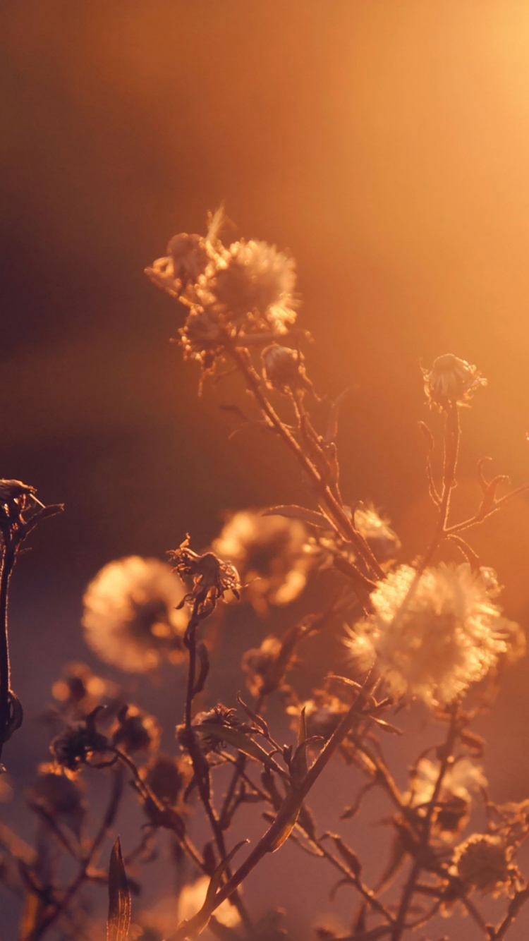 Yellow Flowers During Golden Hour. Wallpaper in 750x1334 Resolution